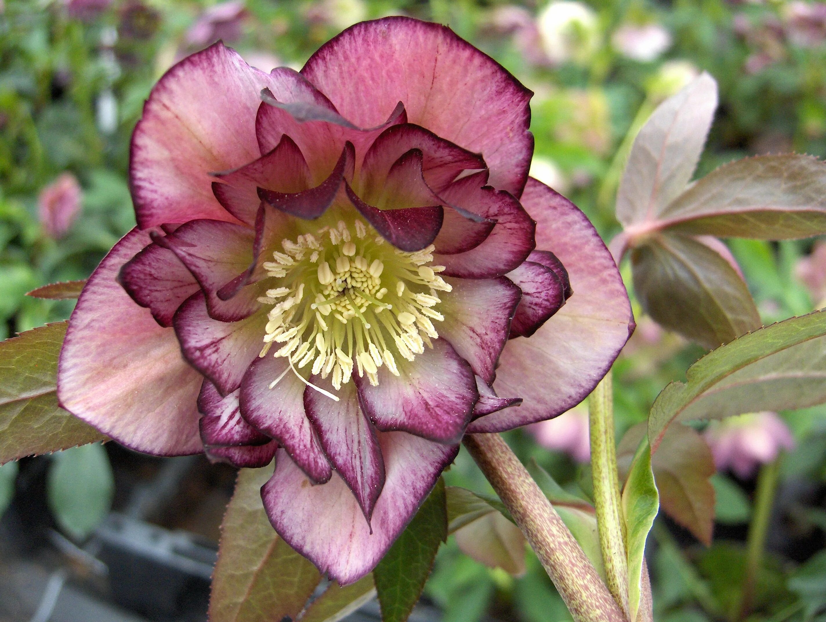 Дабл элен. Морозник Восточный Double Ellen Picotee. Морозник Ellen Picotee. Helleborus orientalis ’Double Ellen Picotee’ ®. Морозник Восточный Дабл Эллен Пикоти Helleborus orientalis Double Ellen Picotee.