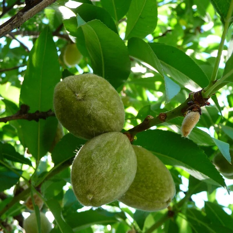 Как выглядит миндальное дерево. Миндаль обыкновенный (amygdalus communis). миндаль никитский. миндаль никитский дерево. миндаль никитский 62.