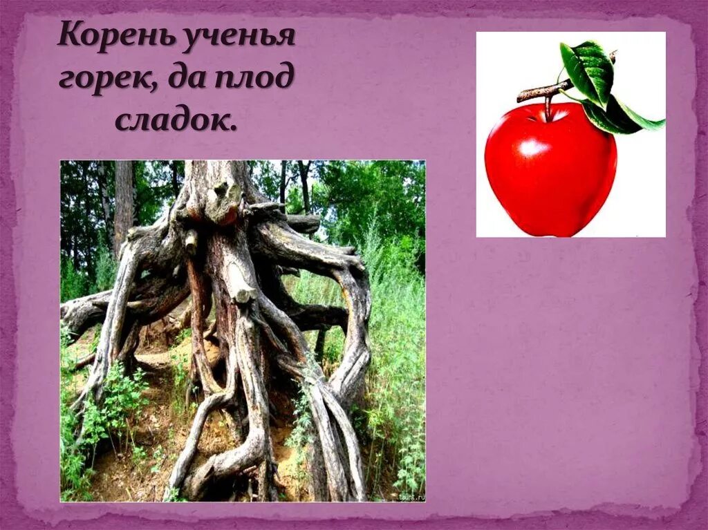 Значение пословицы корень учения горек. Корень учения горек да плод его сладок. корень учения горук,да плодегосладок.. пословица корень учения горек да плод сладок. корень учения горек а плод.