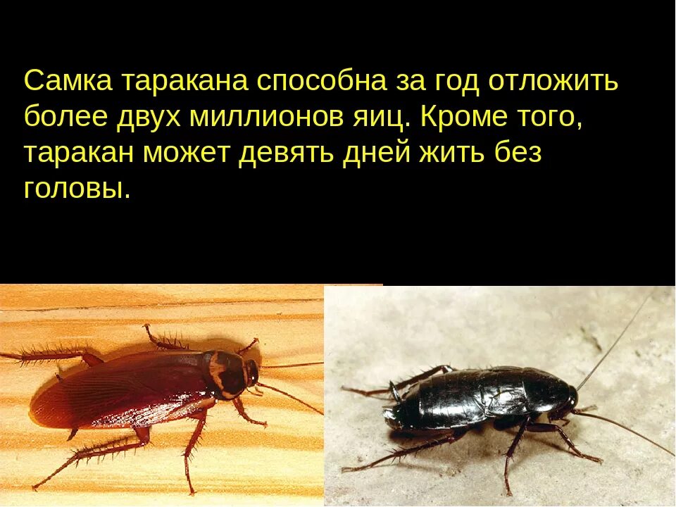 Почему тараканов называют. Интересные факты про тараканов. интересные факты о тараканах. рыжий таракан. тараканы презентация.