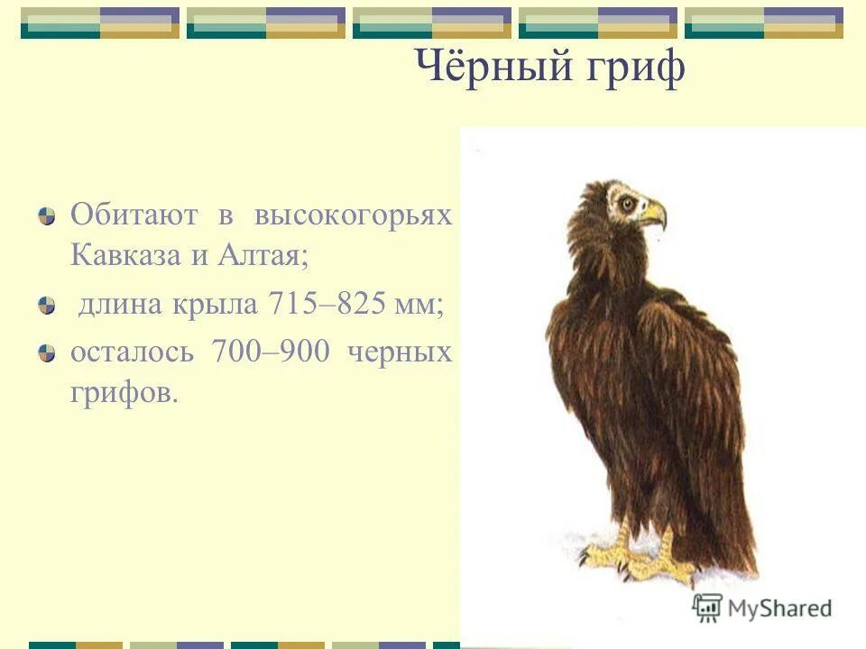 Гриф значение. Загадка про грифа. сообщение о грифе. гриф где обитает. черный гриф красная книга.