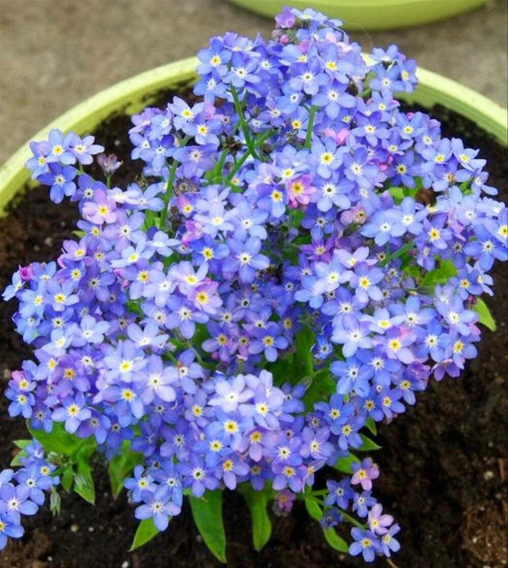 Незабудка Садовая голубая многолетняя. Незабудка Альпийская (Myosotis alpestris). Незабудка Помпадур многолетник. Цветы Незабудка Помпадур. Незабудка посев