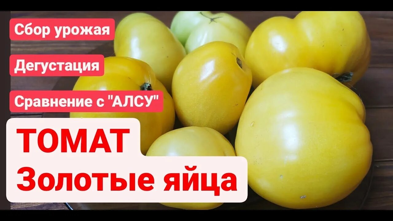 Характеристика сорта томатов золотое яйцо. Томат таежное золото. сорт томата пасхальное яйцо.