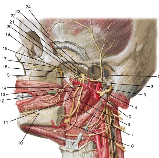 Ушно височный нерв ветвь. Ушно-височный нерв анатомия. Ветви нижнечелюстной ветви тройничного нерва. Нижнечелюстной нерв анатомия.