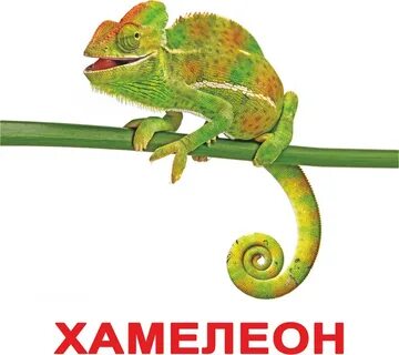 Хамелеон загадка