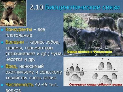 Биоценотический уровень