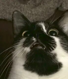Broken cats