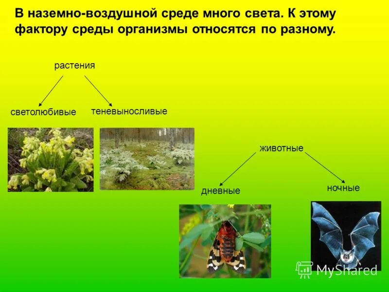 Наземно воздушные обитатели примеры. Воздушная среда для растений. Растения наземно-воздушной среды. Воздушная среда обитания растения. Растения воздушно наземной среды.