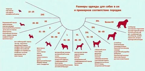 Как узнать размер собаки для одежды