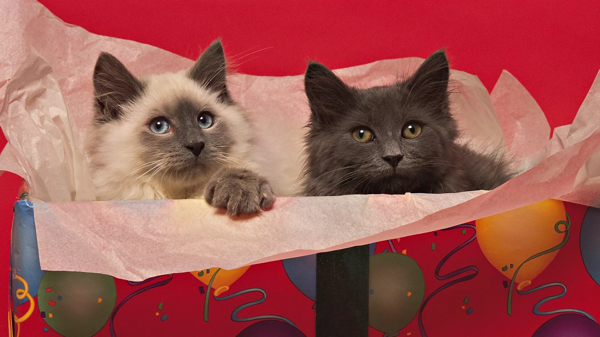 Кот 2 дня. Котенок в подарочной коробке. обои с котятами. котята на рабочий стол. картинки на рабочий стол кошки.