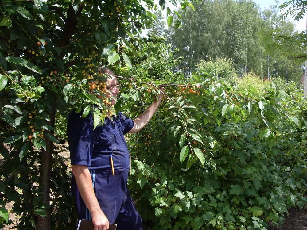 Вишня шпанка ранняя