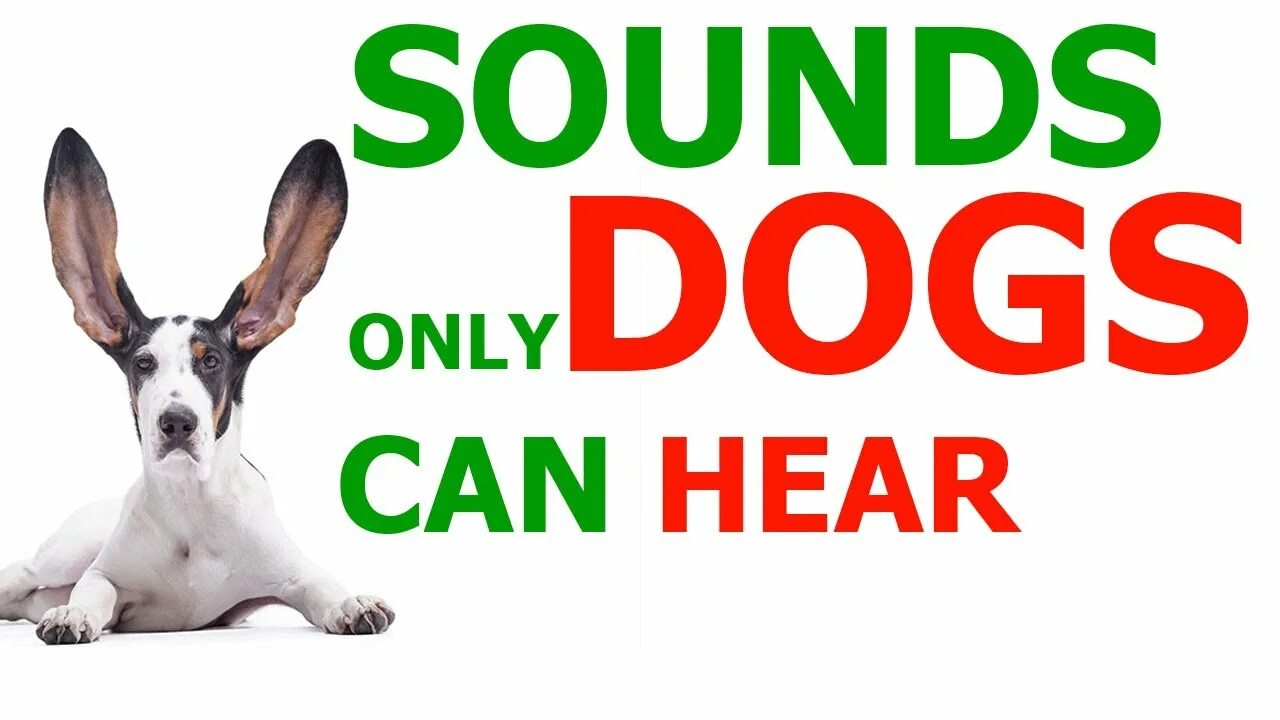 Only Dogs. Sound only. Now only dogs