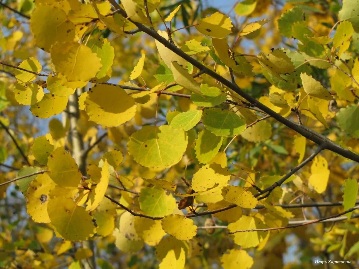 Осина обыкновенная. Осина (Populus tremula). Тополь дрожащий осина. Тополь дрожащий лист. Осина в какой природной