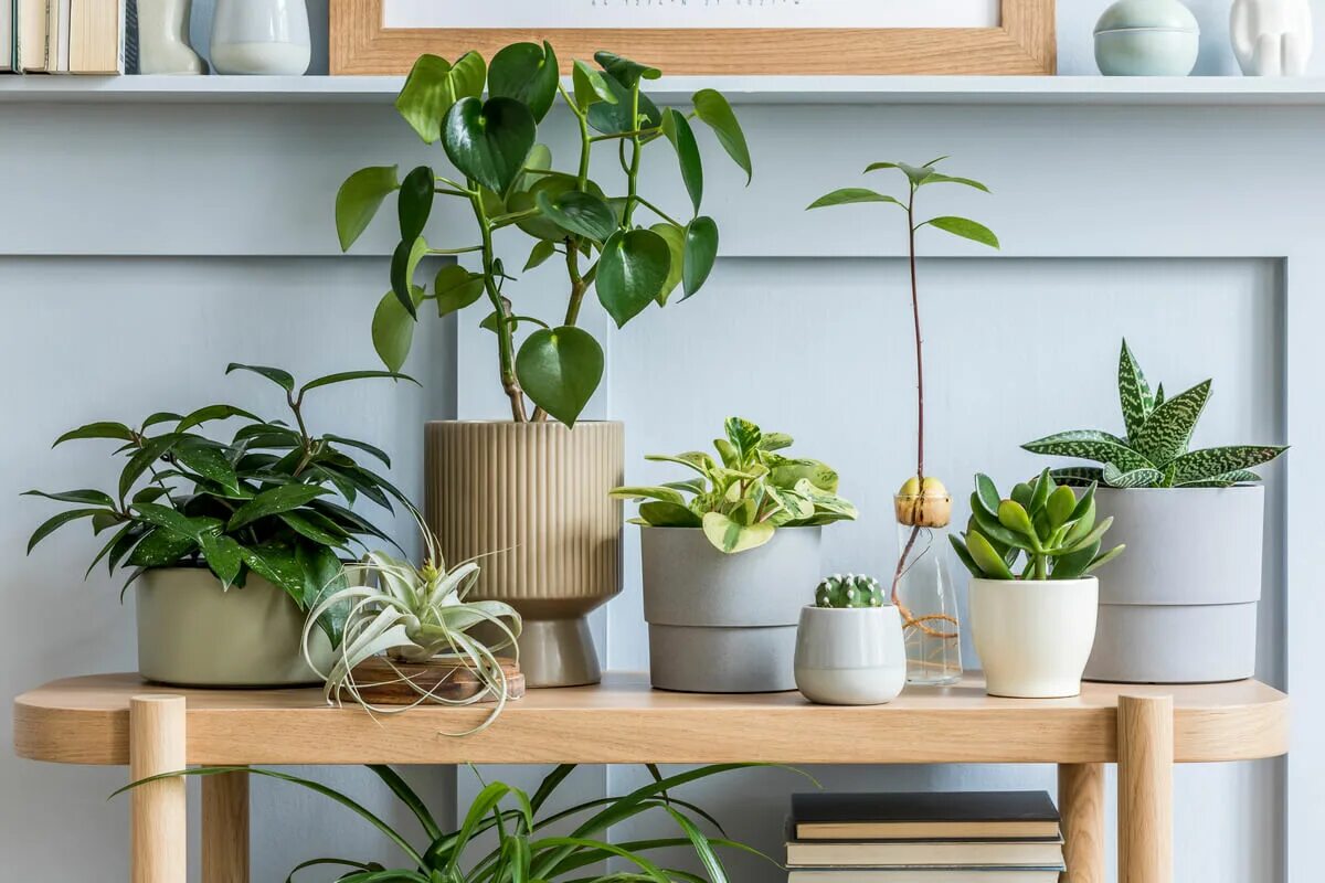 Indoor plants. Растения в интерьере. Интерьерные комнатные растения. Растения в интерьере квартиры. Красивые комнатные растения.