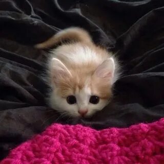 Kitten is playing.