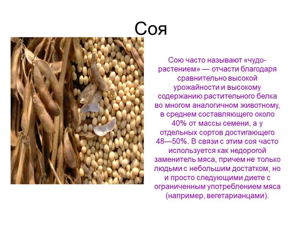 Семена бобовых содержат много. Соя растение. Соя презентация. Зернобобовые культуры растения. Соя это бобовые или злаки.