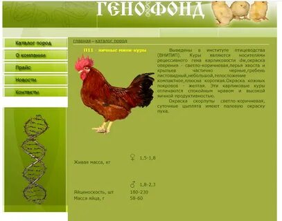 мини куры Породы и кроссы кур форум на Fermer.ru / Стр. 777 из 791