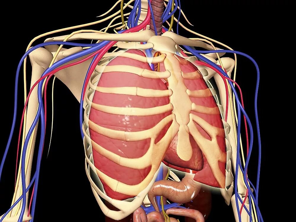 Анатомия человека грудная клетка внутренние органы. Расположение сердца и легких.