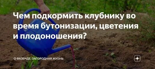 Чем подкормить клубнику во время цветения. Подкормить клубнику бутонизации. Период бутонизации клубники. Подкормка клубники в период плодоношения.