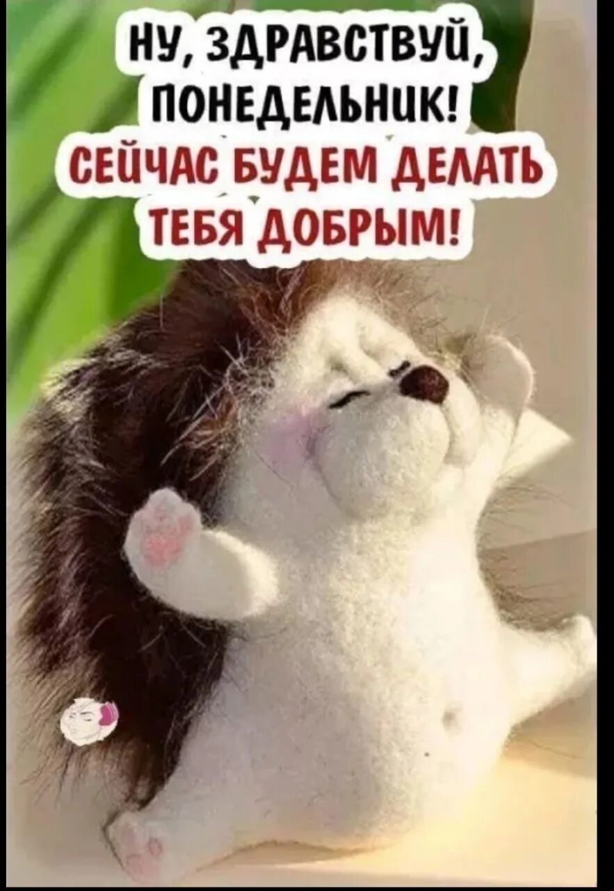 Доброго позитивного понедельника. Утро понедельника. статусы про понедельник. доброе утро понедельника прикольные. афоризмы про понедельник.