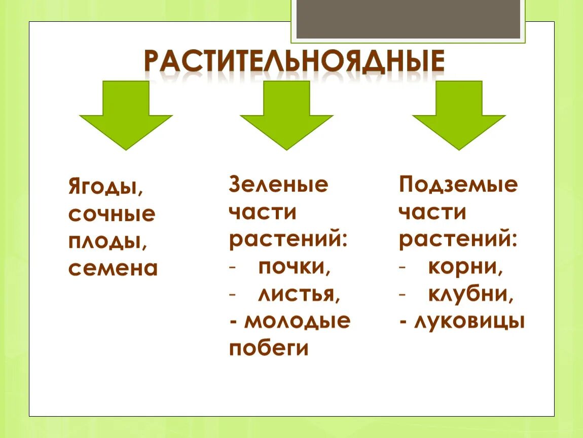 Что такое гетеротрофное питание биология 6 класс. Гетеротрофное питание животных. Способы питания животных. Класс гетеротрофные питание.