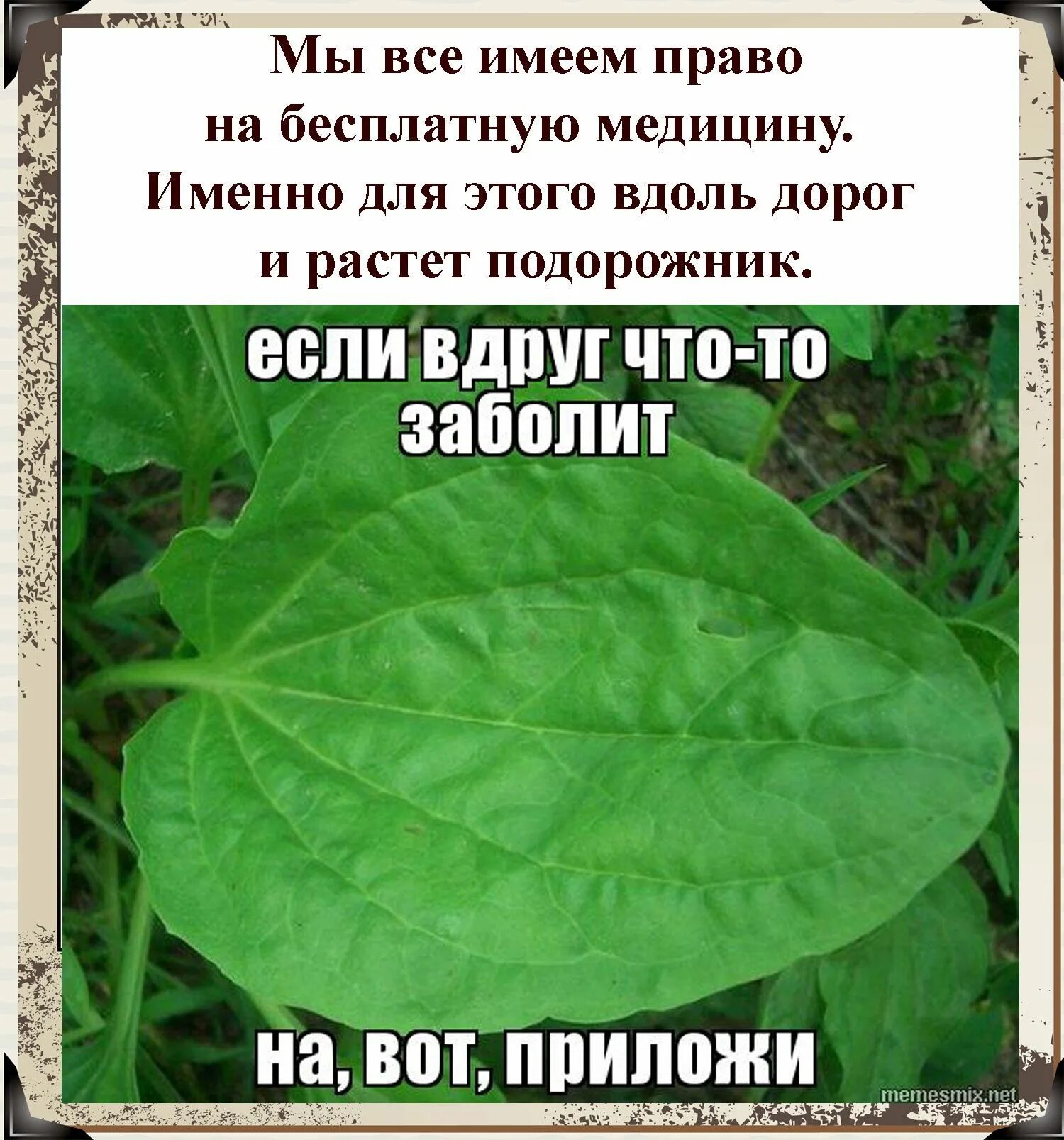 Подорожник мем. Подорожник на раненое сердце. Подорожник на раненое сердце. Держи подорожник. Подорожник на сердечке.