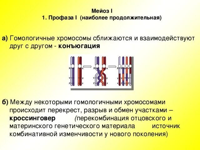 Установите последовательность изменений происходящих с хромосомами. Конъюгация гомологичных хромосом в мейозе 1. Конъюгация и кроссинговер хромосом происходят в. Профаза мейоза конъюгация. Конъюгация гомологических хромосом.