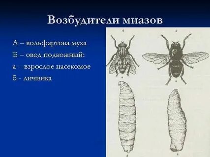 Возбудители насекомых