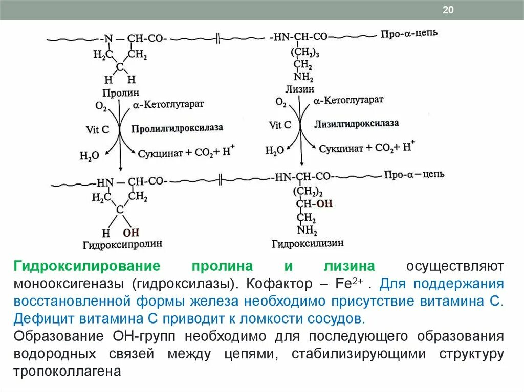 Витамин участвующий в синтезе коллагена. Гидроксилирование пролина и лизина реакция. Реакция гидроксилирования пролина. Гидроксилирование пролина и лизина витамин с. Гидроксилирование пролина и лизина биохимия.