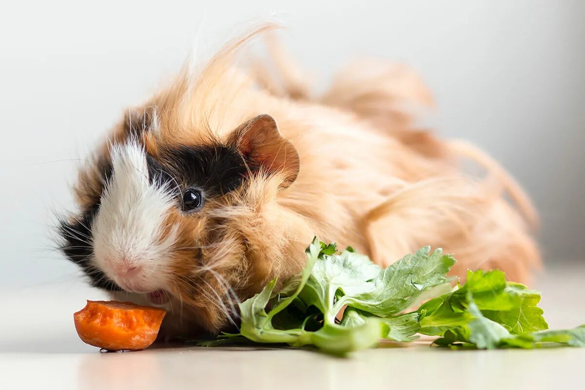 Can Guinea Pigs Eat Dog Food Clearance beztabaka.by