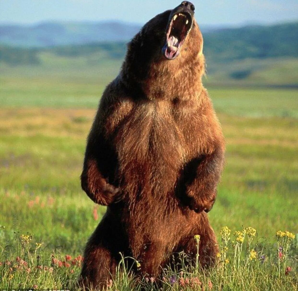 He can t bear. Сибирский бурый медведь. Медведь Гризли. Грозный медведь Гризли. Гризли и бурый медведь.