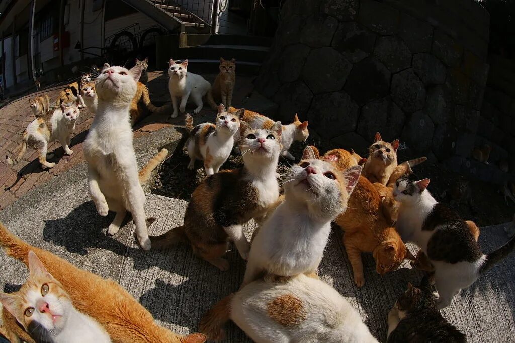 Кот в раю