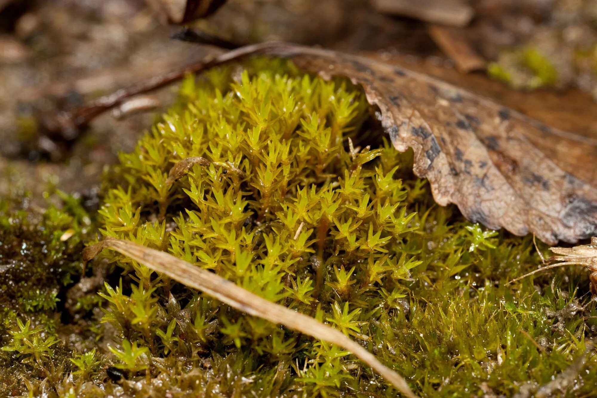 Барбула полудюймовая. Barbula (Moss). Листостебельные мхи. Барбула жестковатая мох.