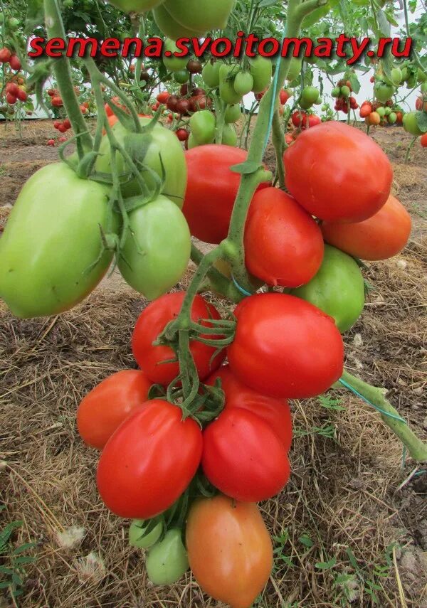 Томат старосельский. Томат старосельские семена. Томат старосельский семена. Огород сад медведевых каталог купить томаты. Томат старосельский характеристика и описание.