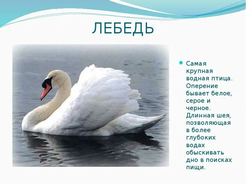 Что бывает белым