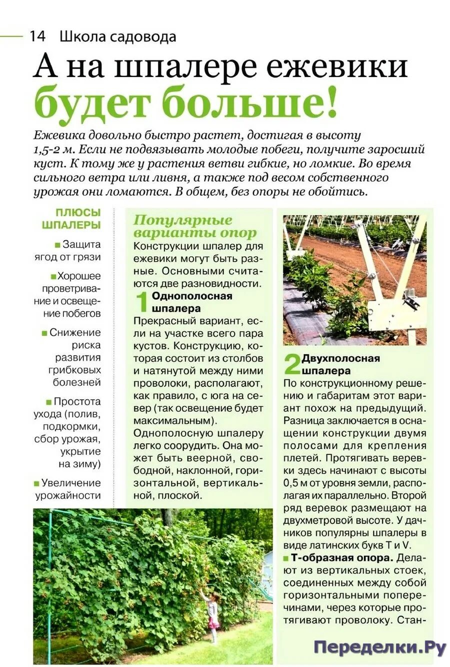 Дача сад огород. Журнал огородник. Садовод и огородник журнал. Средство доктор 8 стрел от тли щитовки. Огородник 8.