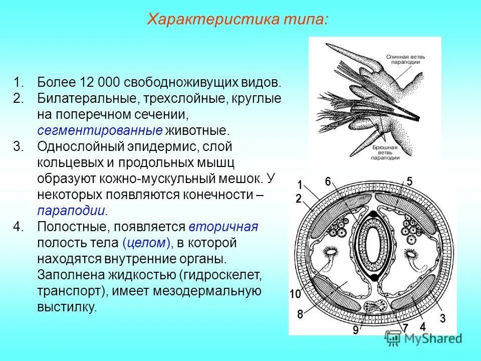 Кольчатые кожно мускульный мешок. Параподии кольчатых червей. параподии у круглых червей. мышцы и кожно-мускульный мешок у круглых червей. кольчатые черви кожно-мускульный мешок.