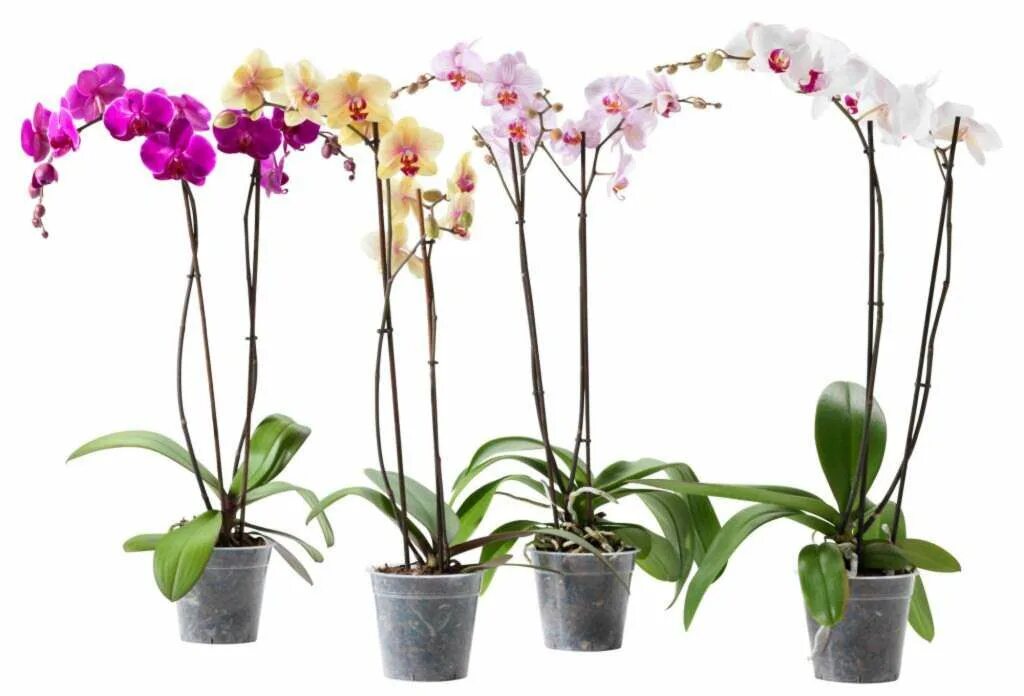 Орхидея фаленопсис микс. Растение Горшечное фаленопсис. Фаленопсис 1 ствол. Орхидея фаленопсис 2 ствола.