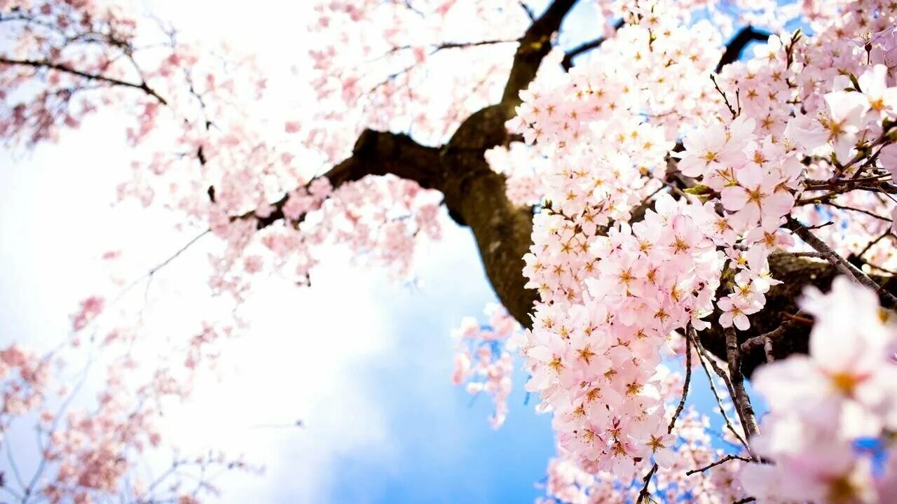 Cherry blossom купить