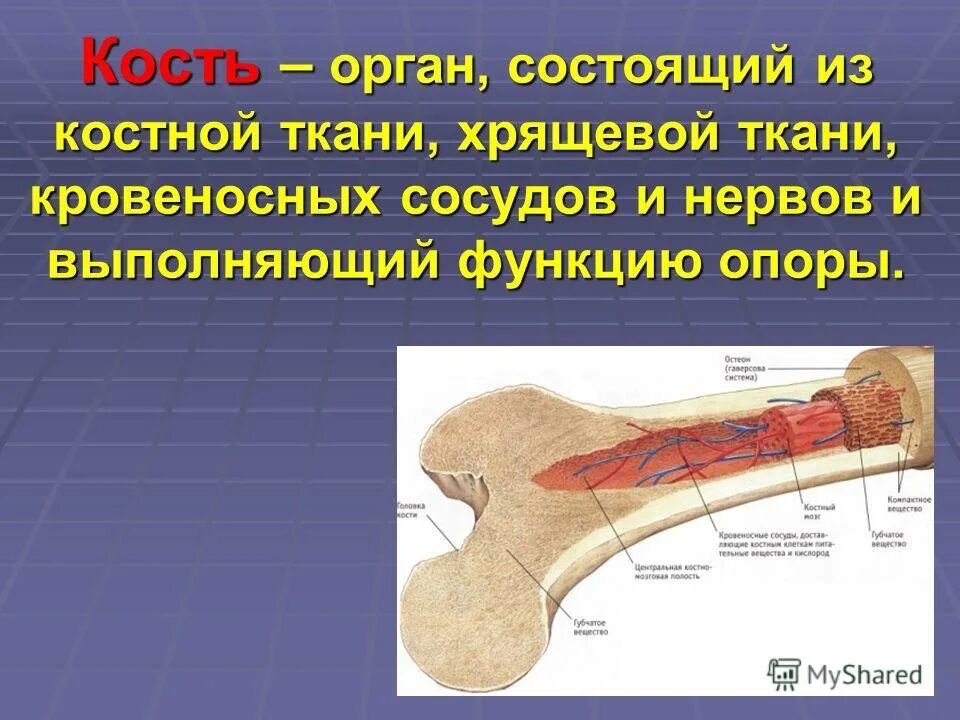 В кости есть мозг. Кость это орган. Кость- орган состоящий из костной ткани, хрящевой ткани. Кости состоят из. Кость состоит из ткани.