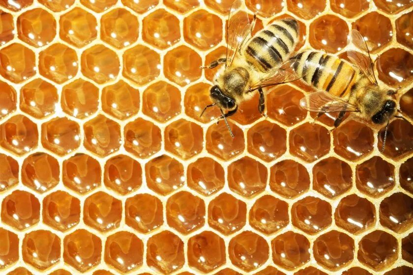 Пчелиный