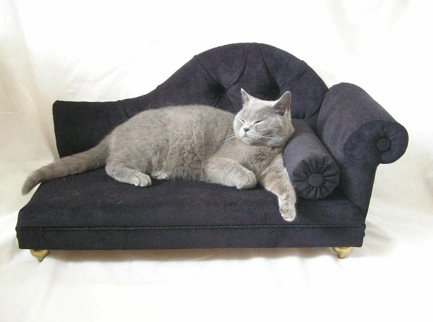 Как писать кошка на диван. Диван кошка. кот на диване. коты на диване. диванчики для котиков.