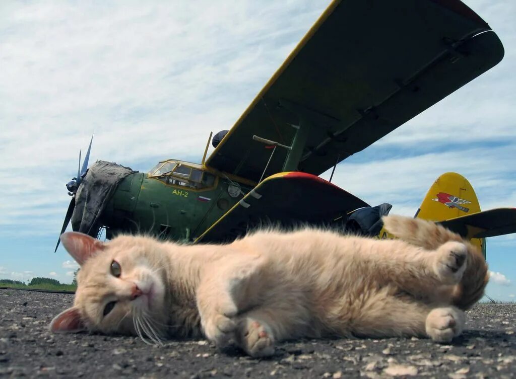 Армейский отпуск. Коты и Авиация. Коты в самолете. Кот летчик. Кот на фоне самолета.
