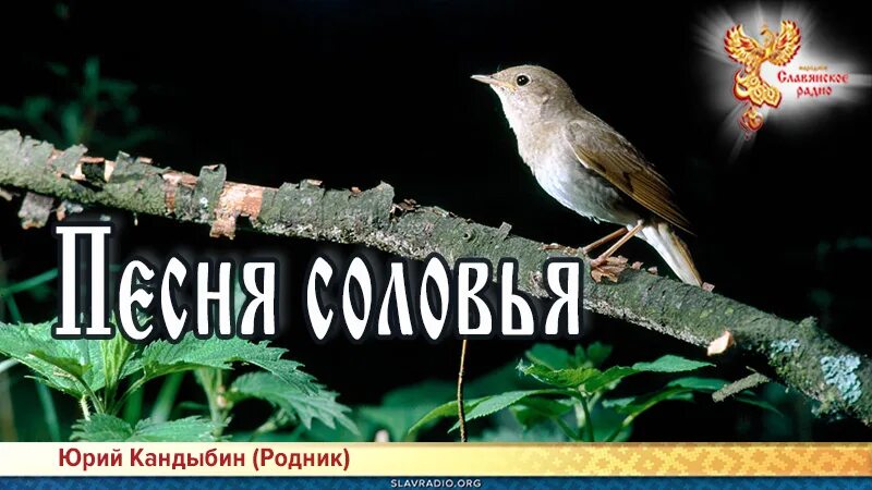 Соловей. Песенка соловья. Соловьи Фатьянов. Соловей истории.