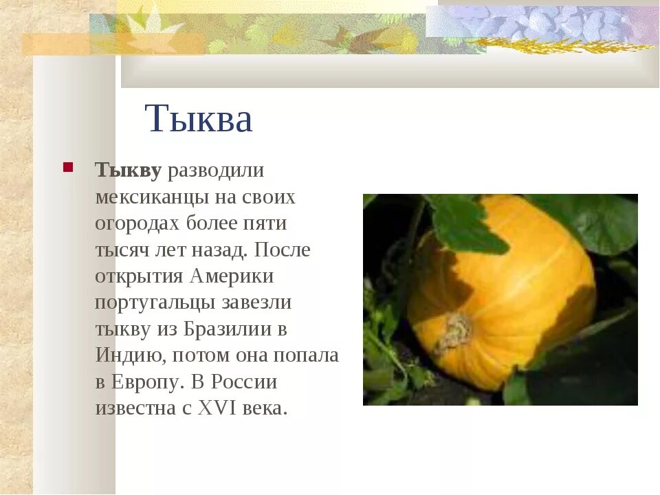 Значение тыквенных