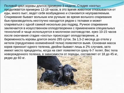 Срок беременности коровы в месяцах