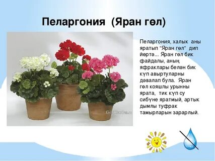 Текст песни герань