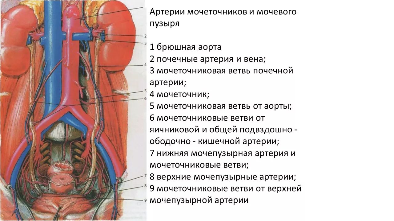 Почечные вены какая кровь. Почечная артерия Вена мочеточник. Подвздошные сосуды анатомия. Почка артерия Вена мочеточник. Внутренняя подвздошная артерия и мочеточник.