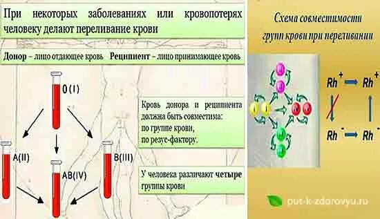 Переливание крови при потери крови. Переливание крови при кровопотере. При какой кровопотере делают переливание крови. При какой потере крови делают переливание. Что пить при потере крови