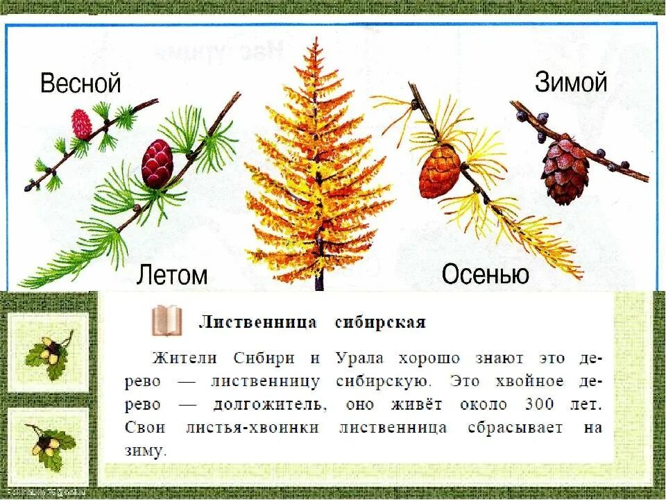 Структуры ели